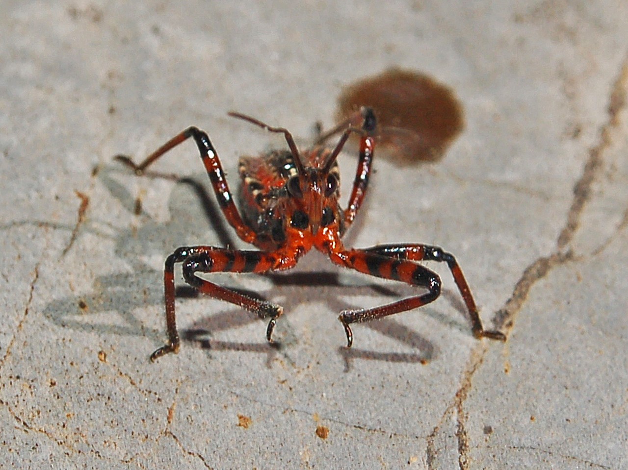 Baby Sphedanolestes cingulatus?